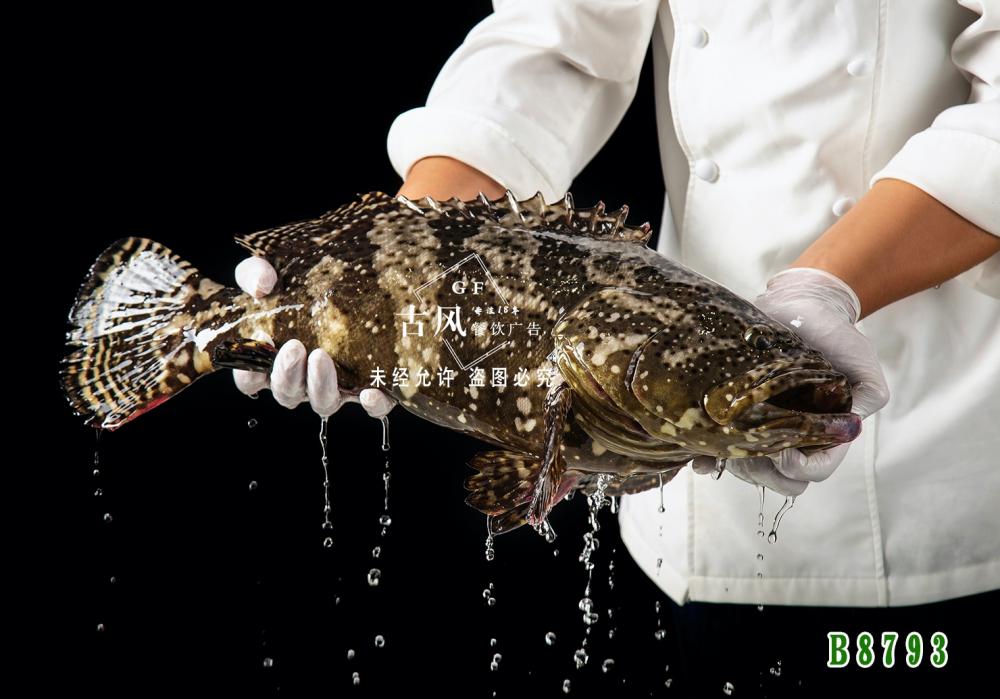 B8793老(lǎo)虎斑